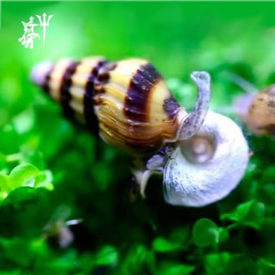 Caracol Helena (4 ejemplares)