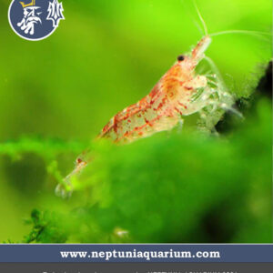 Gamba - Red Cherry - x 3