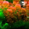 Cabomba Furcata (1 tallo)