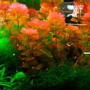 Cabomba Furcata (1 tallo)