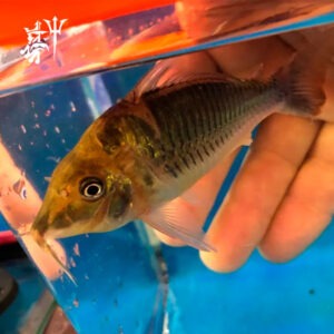 Corydoras Green Cat (docena)