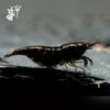 Gamba Black