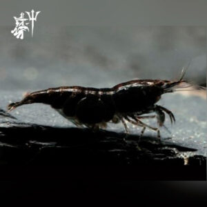 Gamba Black