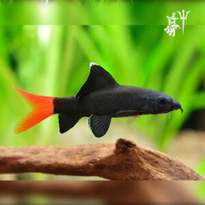 Labeo Bicolor