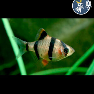 Barbo Tigre o Sumatrano Velo (2cm)