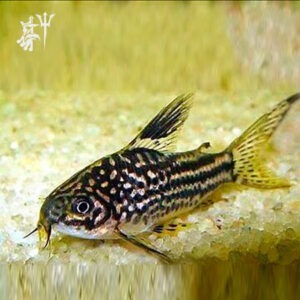 Corydoras Napoensis