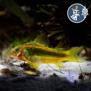 Corydoras Orange (Corydoras Aeneus)