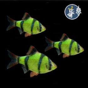 Barbo Verde (2cm)