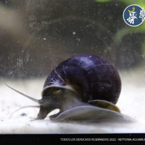 Caracol Black