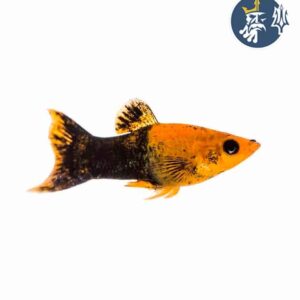 Mollys Goldblack (Docena)