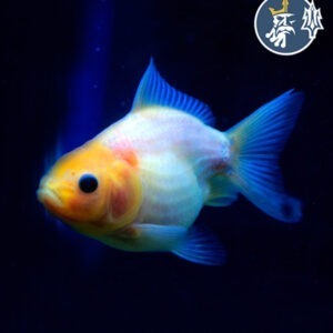 Goldfish Oranda (7 cm)
