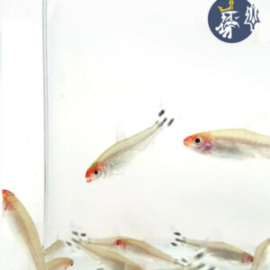 Tetra Borrachitos  (Rhodostomus) (Docena)