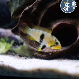 Apistogramma Panduro (Macho)
