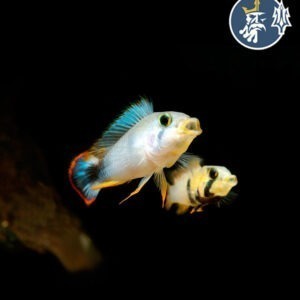 Apistogramma Panduro (Pareja)
