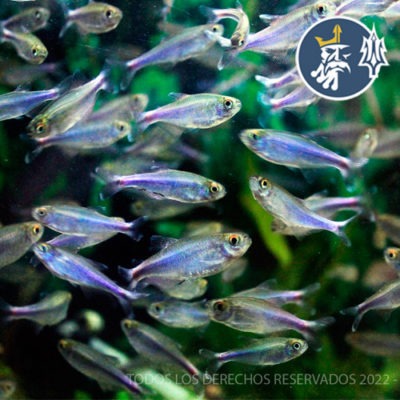 Tetra Azul (media docena)