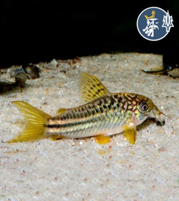 Corydoras Yellow Cat (media docena)