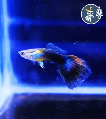 Guppy Tuxedo Blue (pareja)