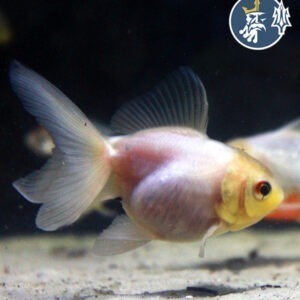 Goldfish Oranda (6-7 cm)