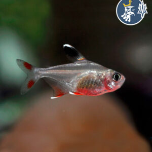 Tetra Roberty - Tetra bentosi - Tetra rosado.(Hyphessobrycon Bentosi)