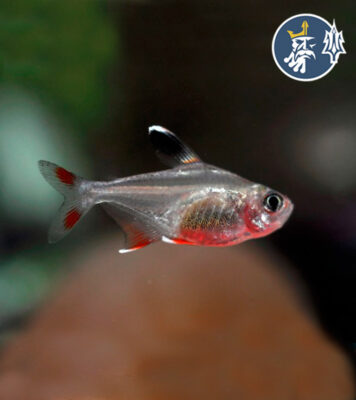 Tetra Roberty (50 ejemplares) (Hyphessobrycon Bentosi)