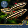 Nannostomus Marginatus