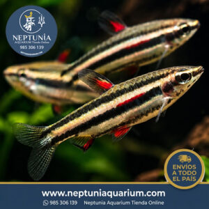 Nannostomus Marginatus