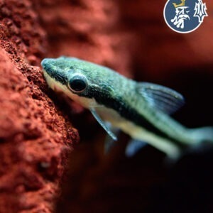 Otocinclus Affinis (docena)