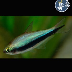 Tetra Emperador (Hyphessobrycon Nigricinctus)