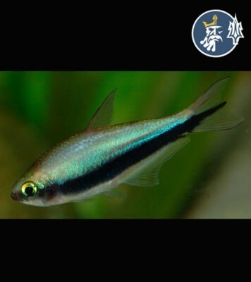 Tetra Emperador (Hyphessobrycon Nigricinctus) (Docena)