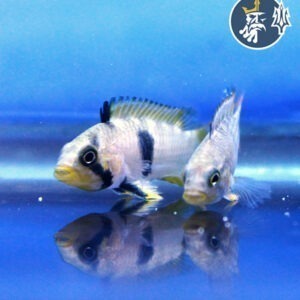 Apistogramma Panduro (hembra o Macho)