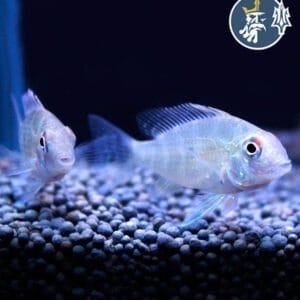 Acarichthys Heckelii (5-6cm)