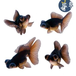 Telescopio Negro (3-3.5 cm)