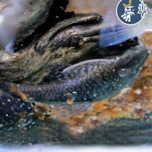 Xenocara (5-7cm)