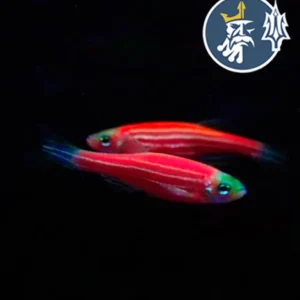 Cebra Roja (1-1.5cm)