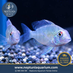Acarichthys Heckelii (6-8cm)