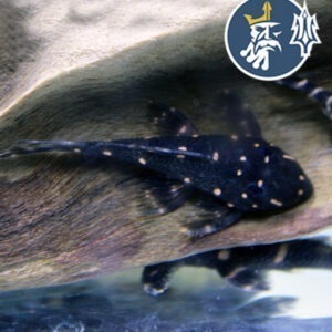 Pleco Galaxy L029 (6-7cm)