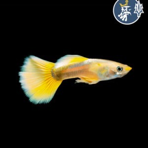 Guppy Yellow (Macho)