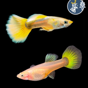 Guppy Yellow (media docena)