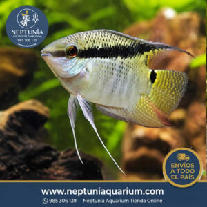 Festivum (4cm)