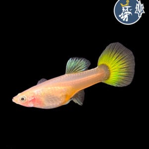 Guppy Yellow (Hembra)