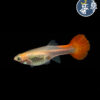 Guppys Ingles (Hembra)