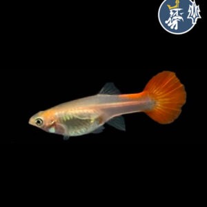 Guppys Ingles (Hembra)