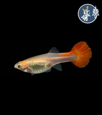Guppys Ingles (Hembra)