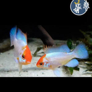 Ramirezi Electric Blue Velo (pareja) (3-3.5cm)