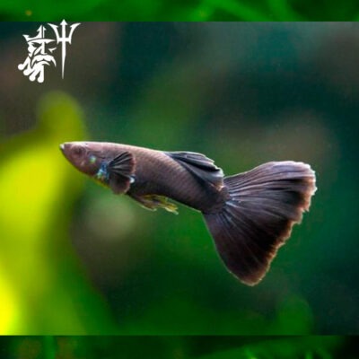 Guppy Black (Macho)