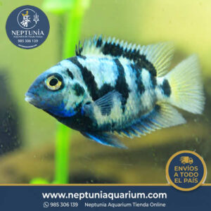 Polar Blue Adulto (2-2.5 cm)