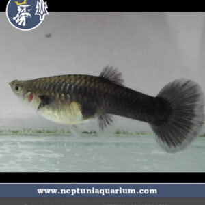 Guppy Moscow (Hembra)