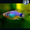 Platys Blue