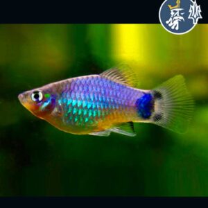 Platys Blue