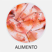 Artemia